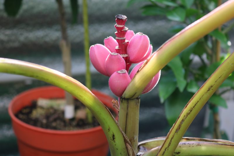 У Татьяны Кузьмук плодоносит розовый бархатный банан