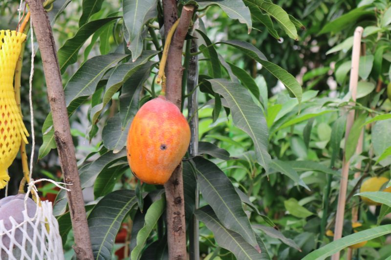 Три плода манго сейчас созревают в теплице у семьи Кузьмук