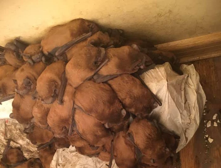 Запорожская зоозащитница спасла полтысячи летучих мышей