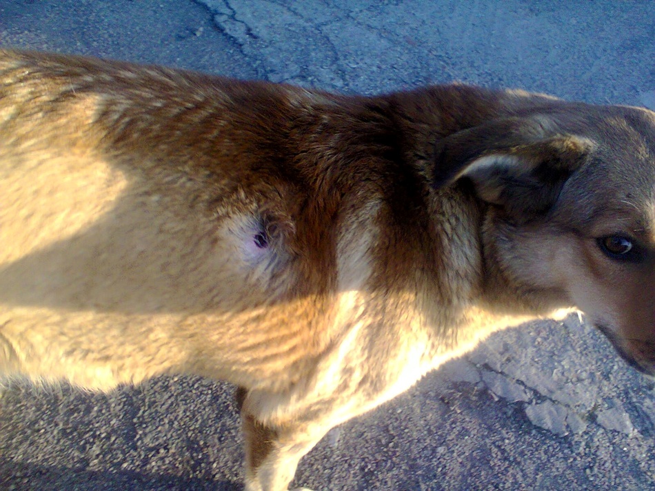 Подстреляную собаку заметили в Хортицком районе. Фото: fb 