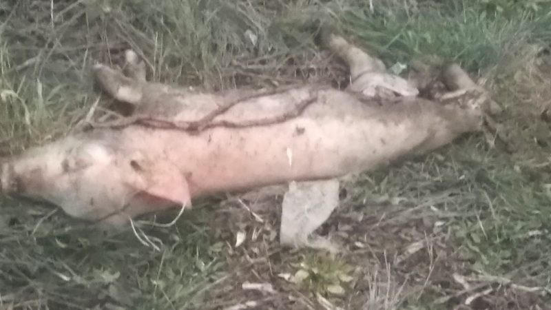 В Гуляйполе прямо на улице выбросили трупы семи свиней