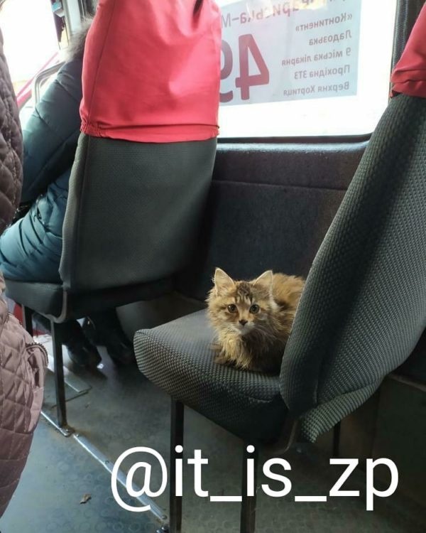 Котик ездит в качестве пассажира в маршрутке. Фото из соцсети