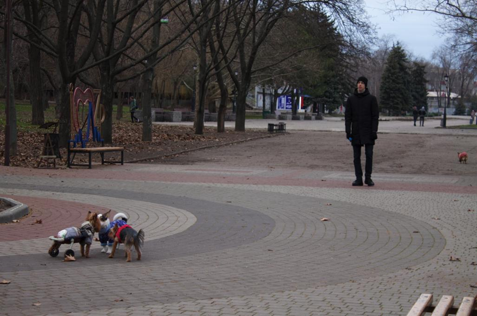 В Парке Трудовой Славы заметили йорка на инвалидной коляске / фото: Vgorode