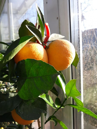 Апельсин Кара Кара