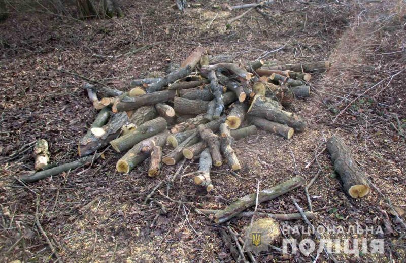 В Запорожской области незаконно рубили лес на дрова