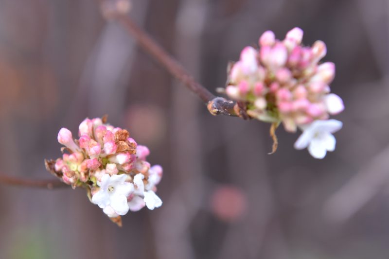 В ботсаду распускаются растения, которые обычно цветут в марте