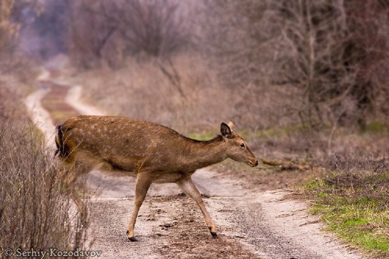 Сотрудник заповедника "Хортица" сфотографировал оленей и лису