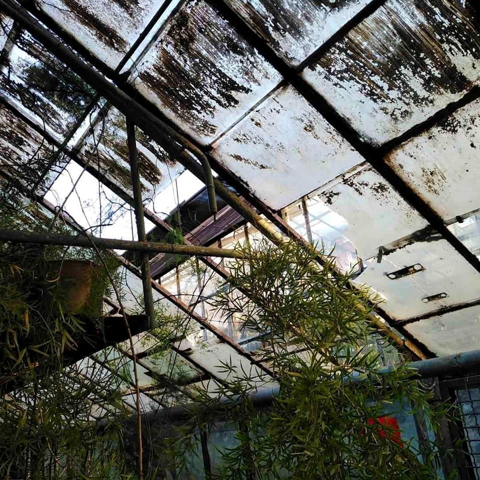 Ветер разбил стекла / фото: Запорізький Ботанічний Сад