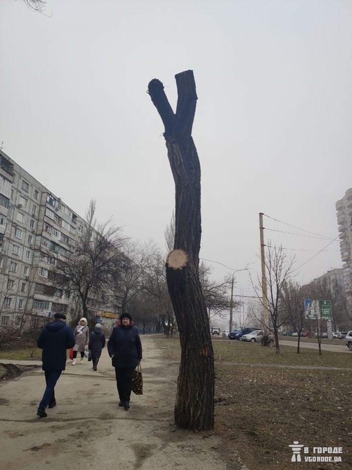 Вот что осталось от большого дерева после обрезки / фото: Анна Покровская