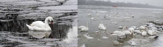 В Тихоновском ставке лед сковал лебедей