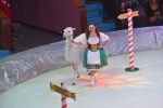 Программа цирка на льду «Ледовое королевство»