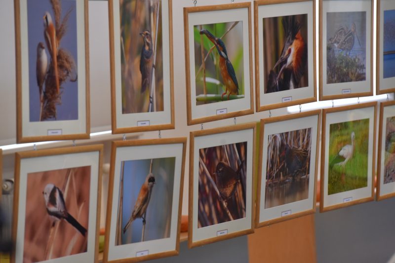 Запорожцам показали портреты редких птиц и животных - фото