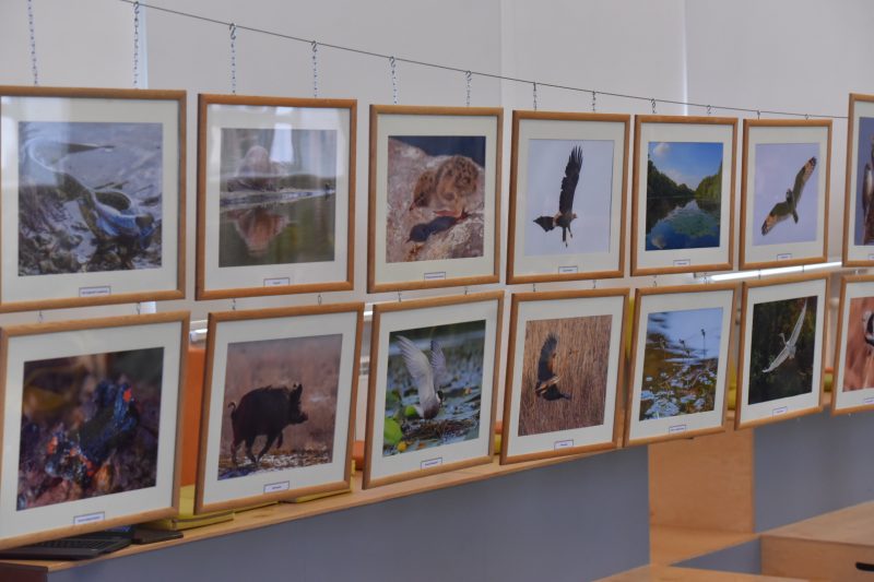Запорожцам показали портреты редких птиц и животных - фото