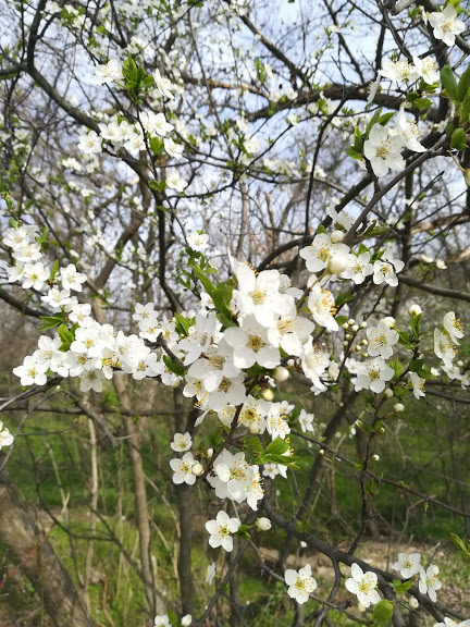 цветут деревья