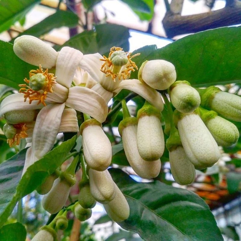 Невероятный аромат: в запорожском ботаническом саду зацвели лимоны - фото