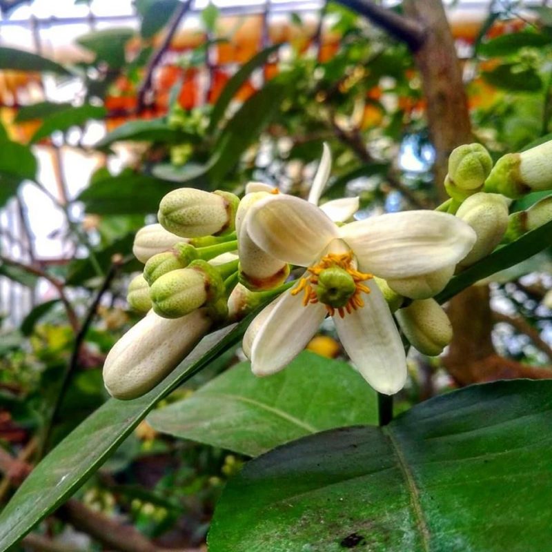 Невероятный аромат: в запорожском ботаническом саду зацвели лимоны - фото