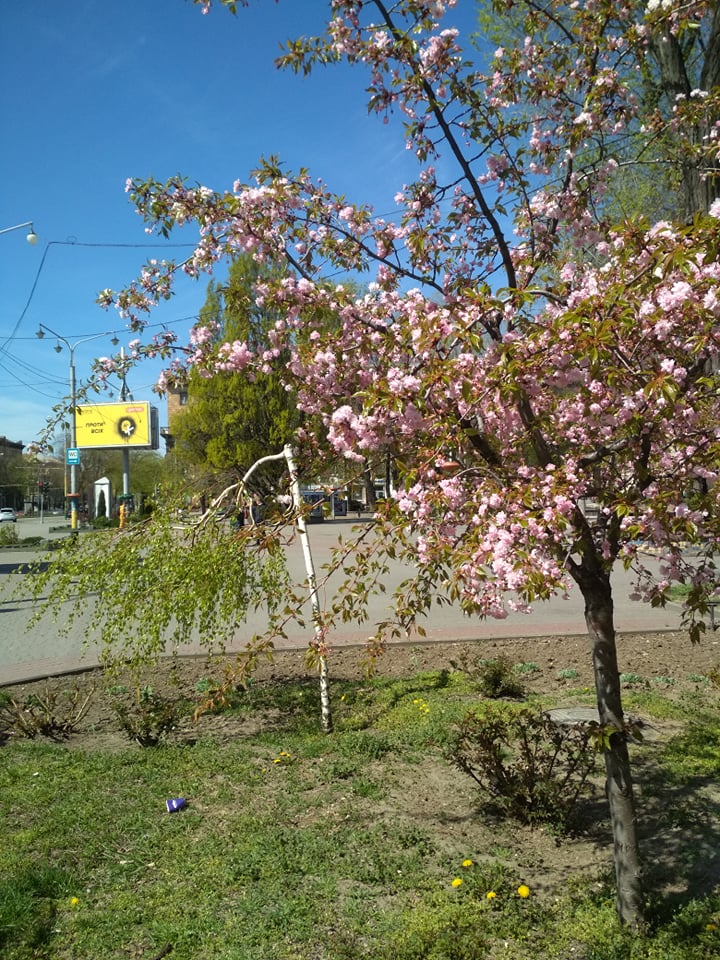 На площади Маяковского зацвели 10-летние деревья сакуры