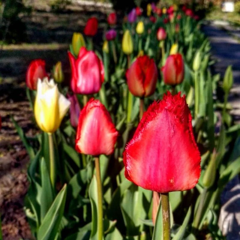 В запорожской ботаническом саду цветут тюльпаны - фото
