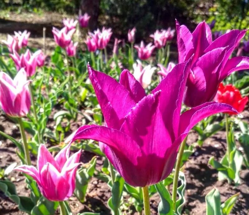 В запорожской ботаническом саду цветут тюльпаны - фото