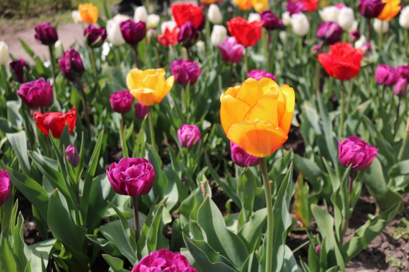 В запорожском ботаническом саду цветут тюльпаны и магнолии