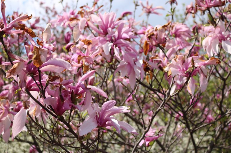 В запорожском ботаническом саду цветут тюльпаны и магнолии