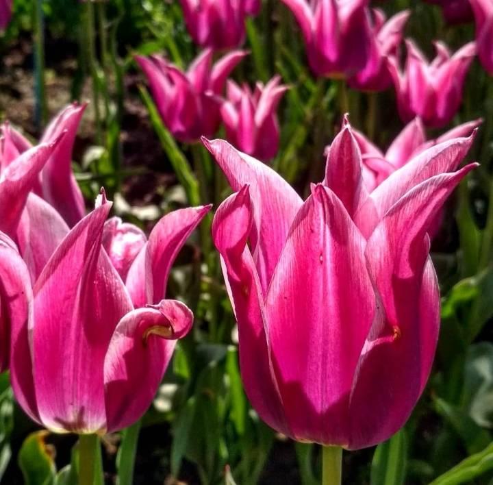 В запорожском ботсаду цветут нарциссы и маргаритки
