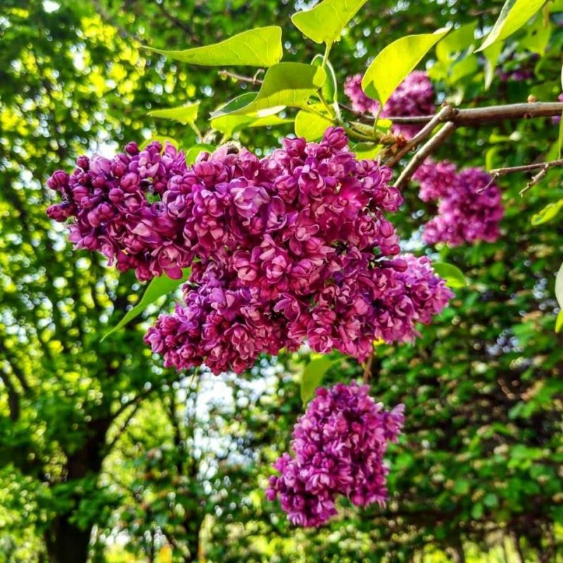 В Запорожском ботсаду цветут древовидные пионы и глицинии