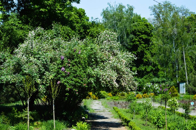 Запорожский ботанический сад открыл свои двери для посетителей - фото