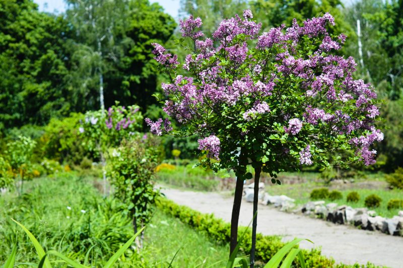 Запорожский ботанический сад открыл свои двери для посетителей - фото