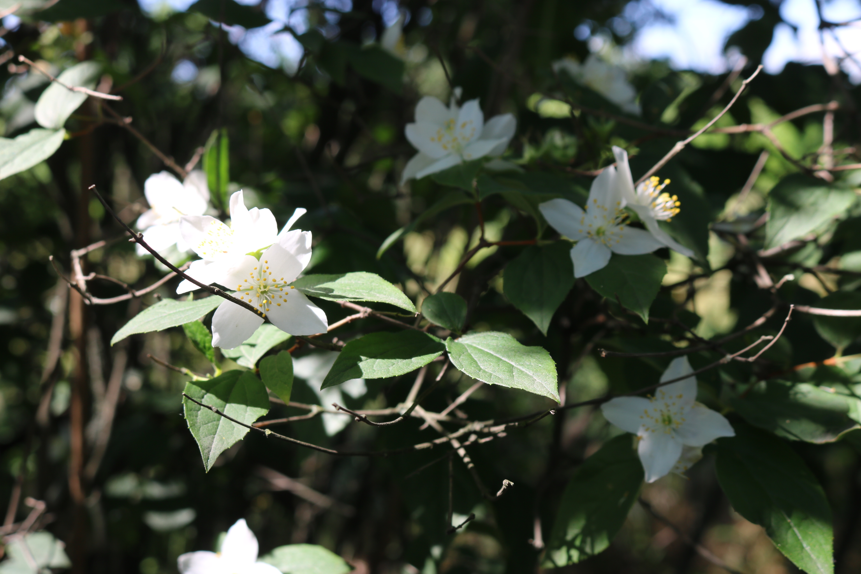 В северной части Хортицы сейчас цветет целая аллея этого красивого кустарника.
