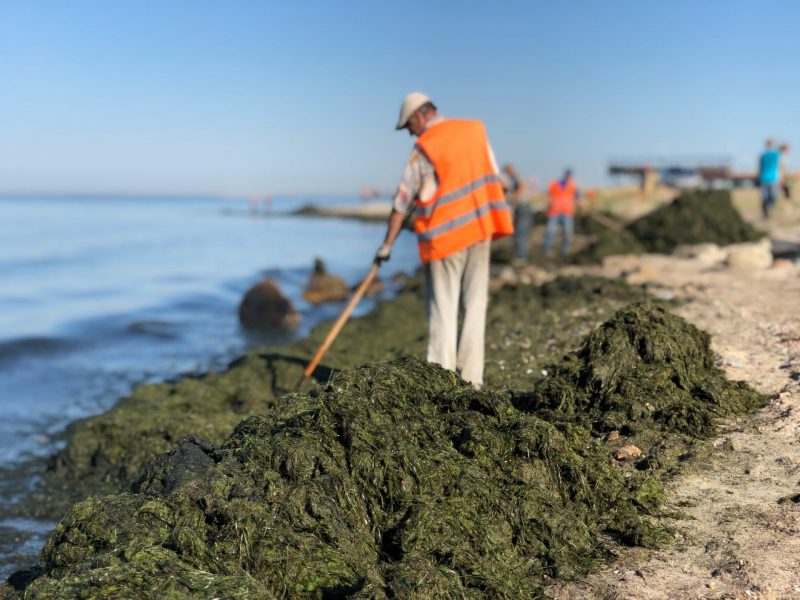 В Бердянске водоросли выбросило морем на берег после очередного шторма