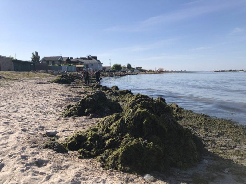 В Бердянске водоросли выбросило морем на берег после очередного шторма