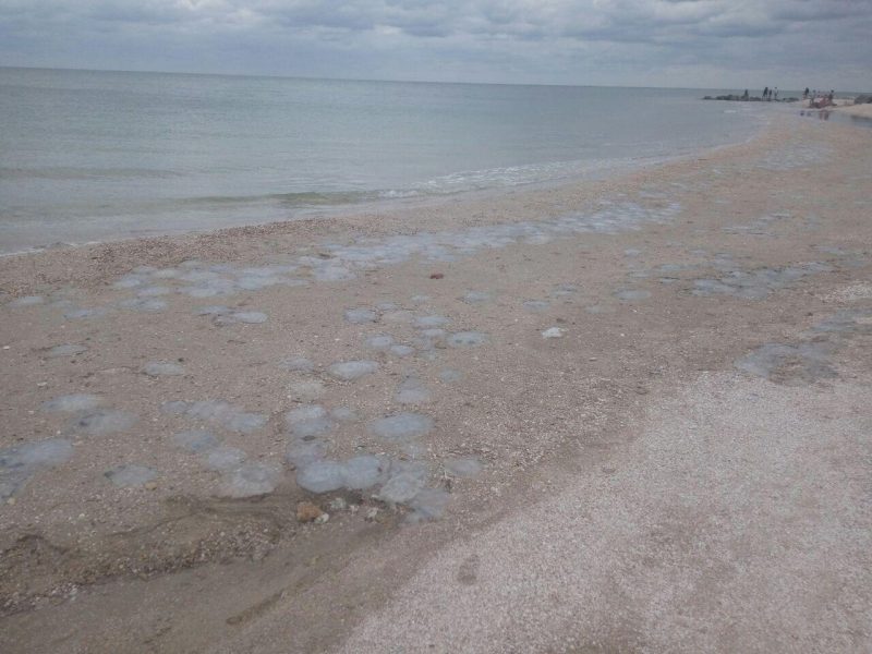 На побережье Азовского моря отдыхающие не спешат купаться из-за медуз