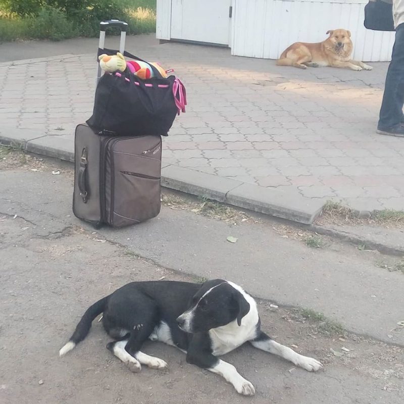 собаки бездомные