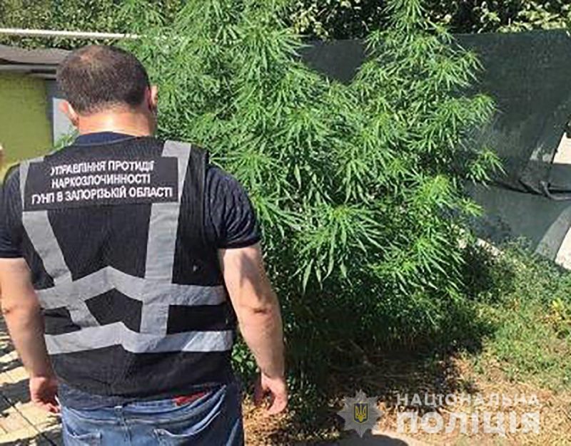 Жители Запорожской области выращивали наркотики во дворе - полиция нашла их с помощью квадрокоптера 