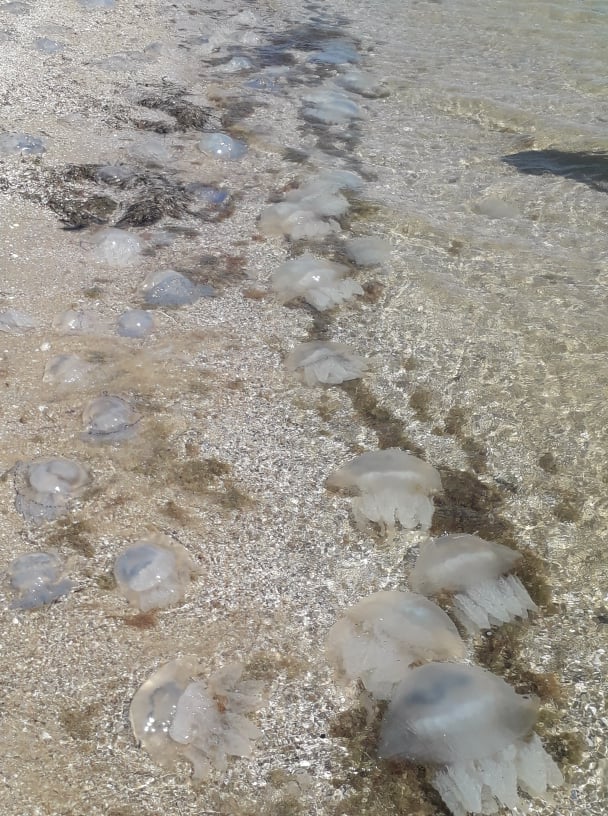 В Новоконстантиновке на пляже отдыхающие вытаскивают из моря медуз