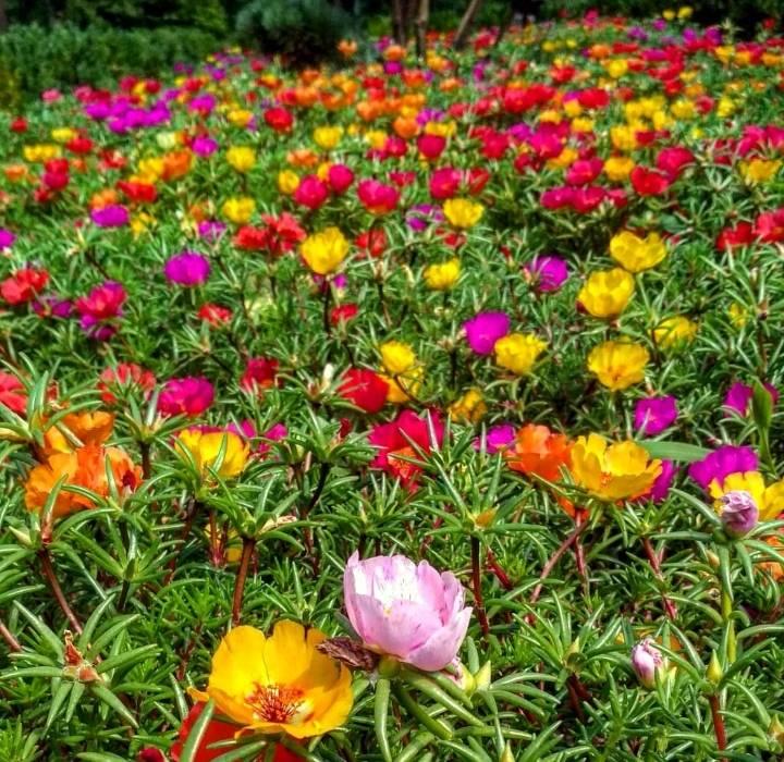 В Запорожском ботсаду зацвели цветы, которые считают благословенными - фото