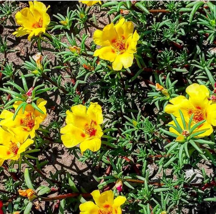 В Запорожском ботсаду зацвели цветы, которые считают благословенными - фото
