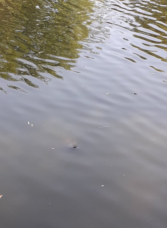 черепаха в пруду