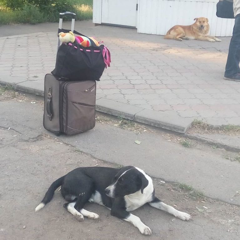 бездомные собаки на автовокзале