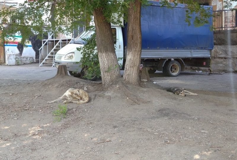 бездомные собаки в Запорожье