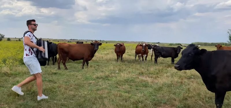 Известный музыкант из Запорожской области сыграл для коров на аккордеоне - видео