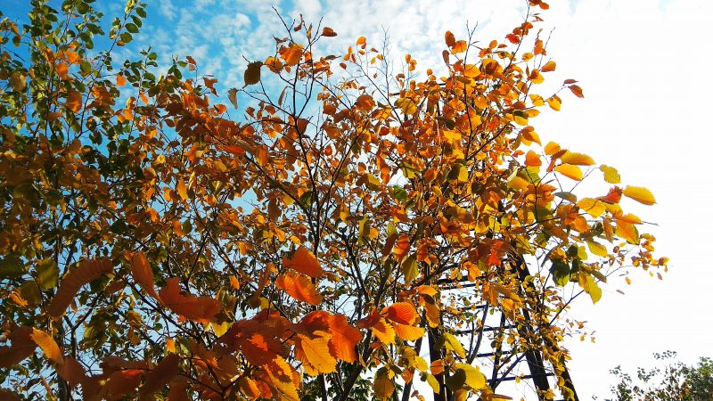 Золотые поля и алые листья винограда: запорожцев завораживают осенние пейзажи Хортицы 