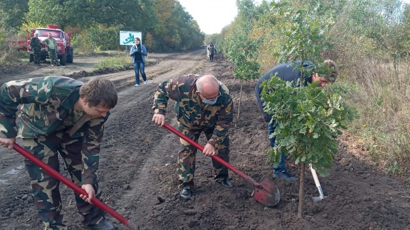 В Запорожской области масштабно высадили деревья