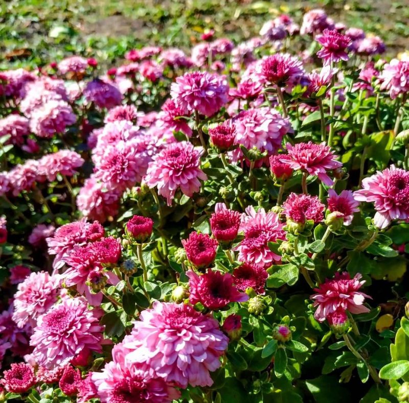 В Запорожском ботсаду цветет королева осеннего сада - фото