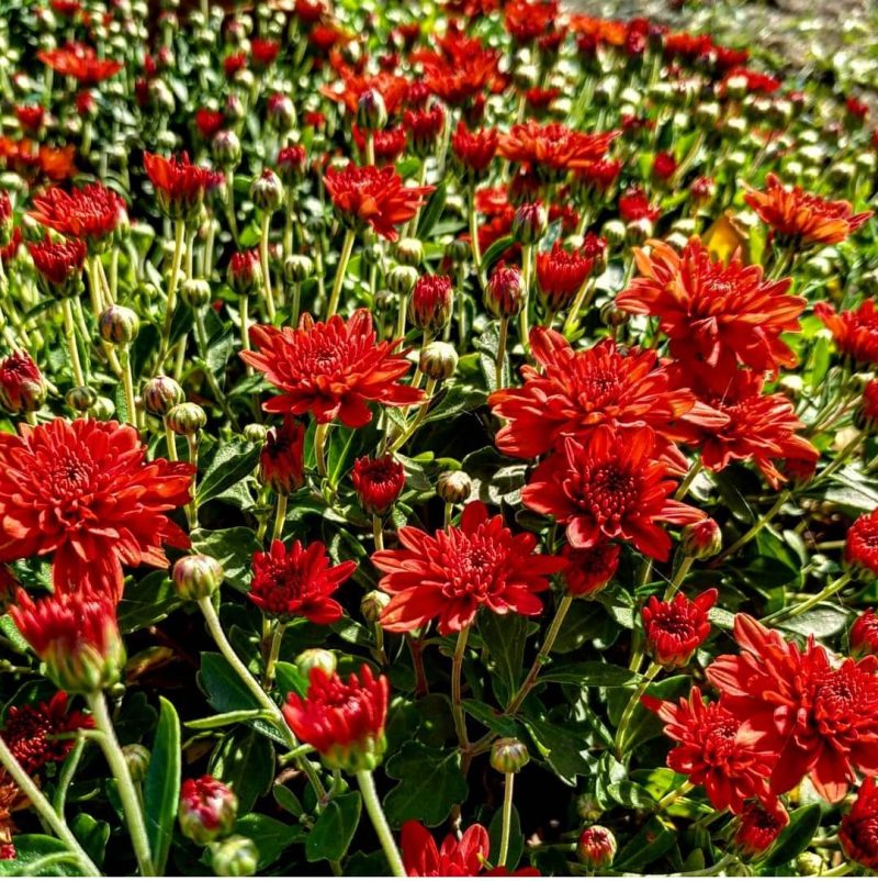 В Запорожском ботсаду цветет королева осеннего сада - фото