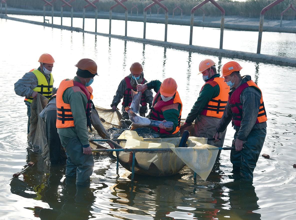 Возле Запорожской АЭС специалисты выпустили в пруд редкую рыбу (ФОТОФАКТ)