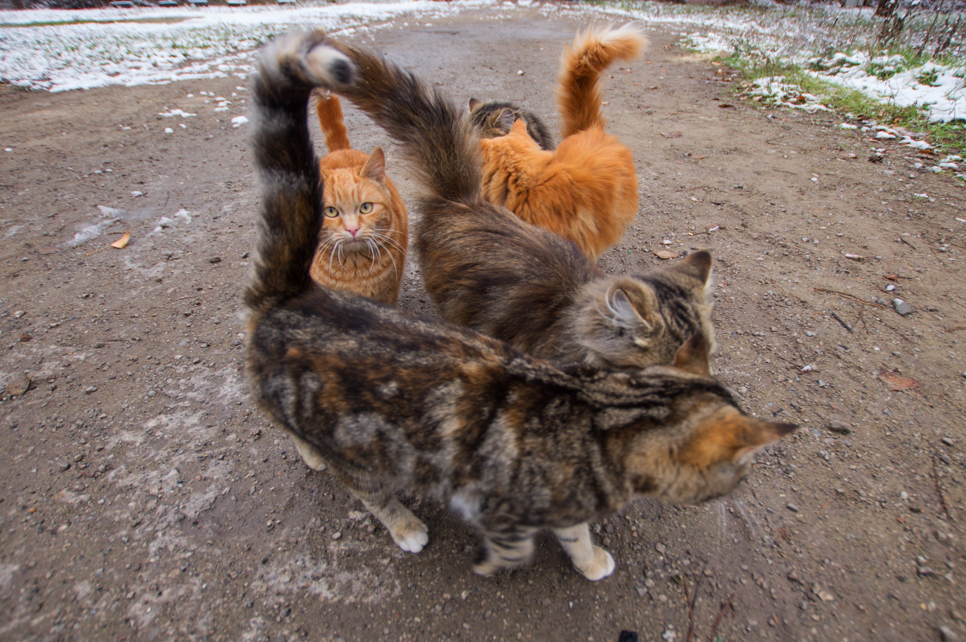 Курьёз: в Запорожье промышляет кошачья "банда" (ФОТО)