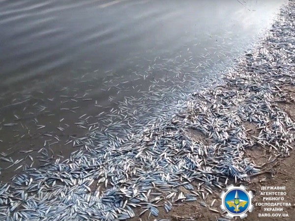 На лимане в Запорожской области зафиксировали массовый мор рыбы