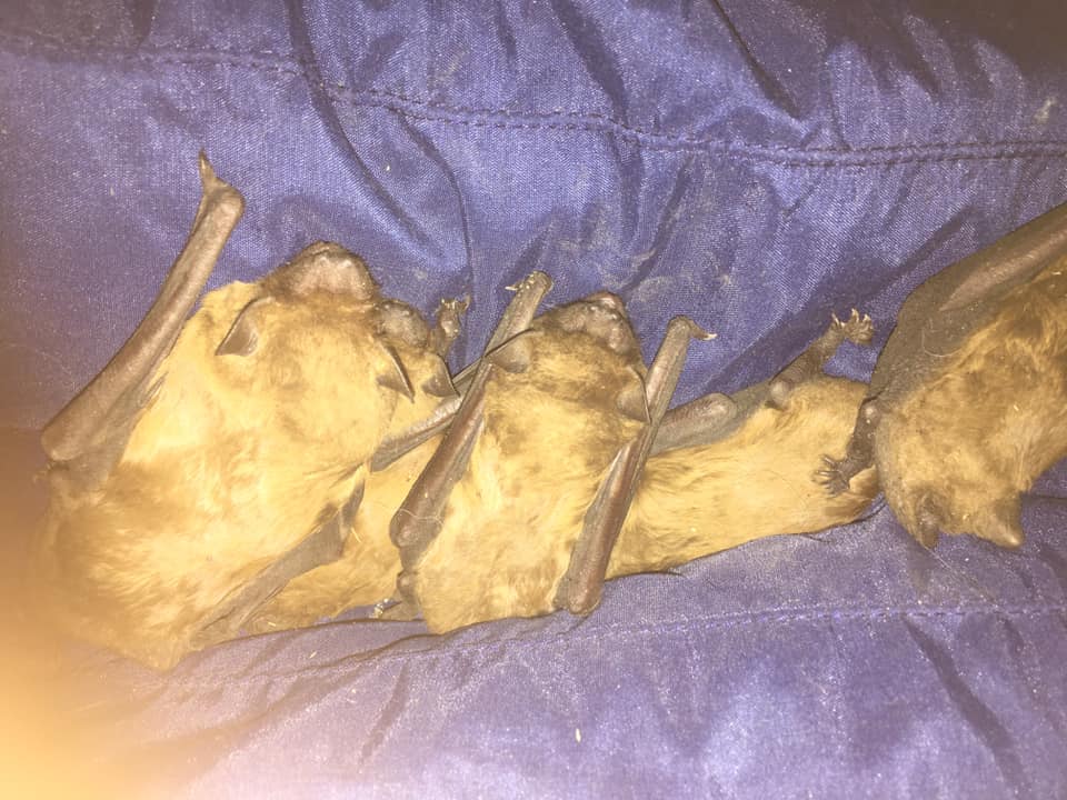 В Запорожье зоозащитники спасли от гибели краснокнижных животных (ФОТО)